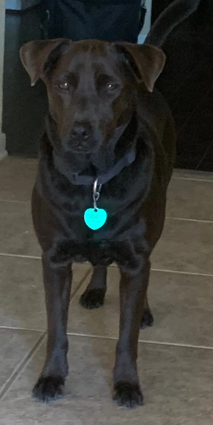 Lost dog in Cypress, TX, 77429