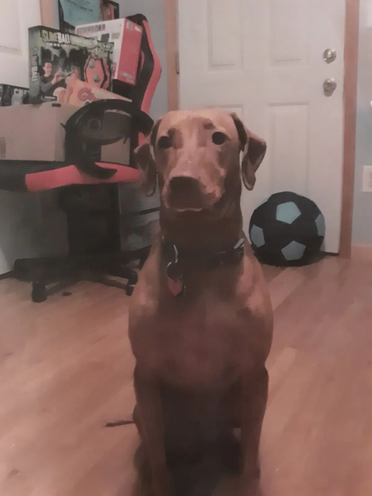 Lost dog in Franklinville, NJ, 8322