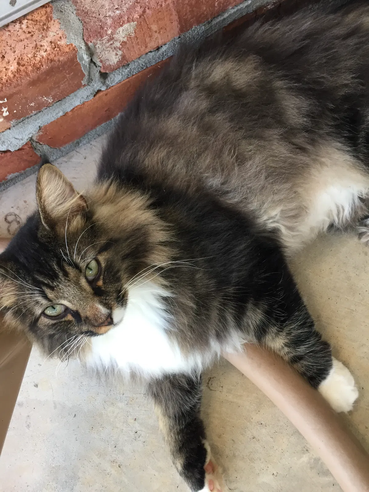 Lost cat in Shreveport, LA, 71119