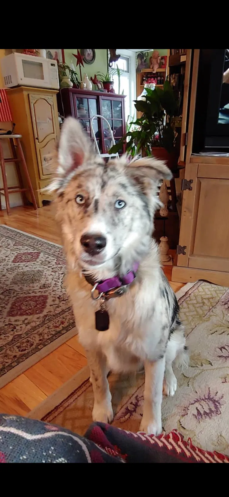 Lost dog in Prineville, OR, 97754
