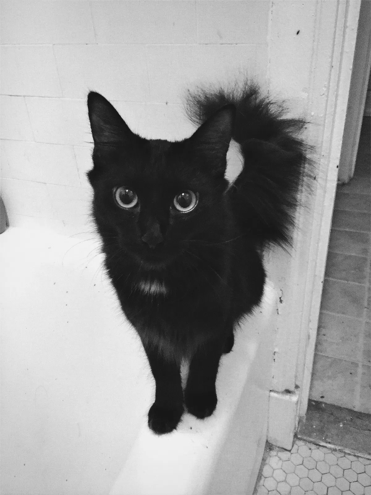 Lost cat in El Monte, CA, 91732