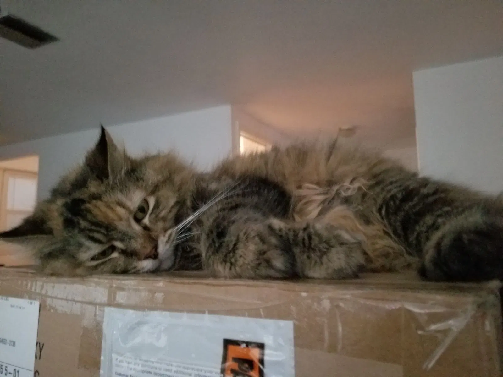 Lost cat in Port Richey, FL, 34668