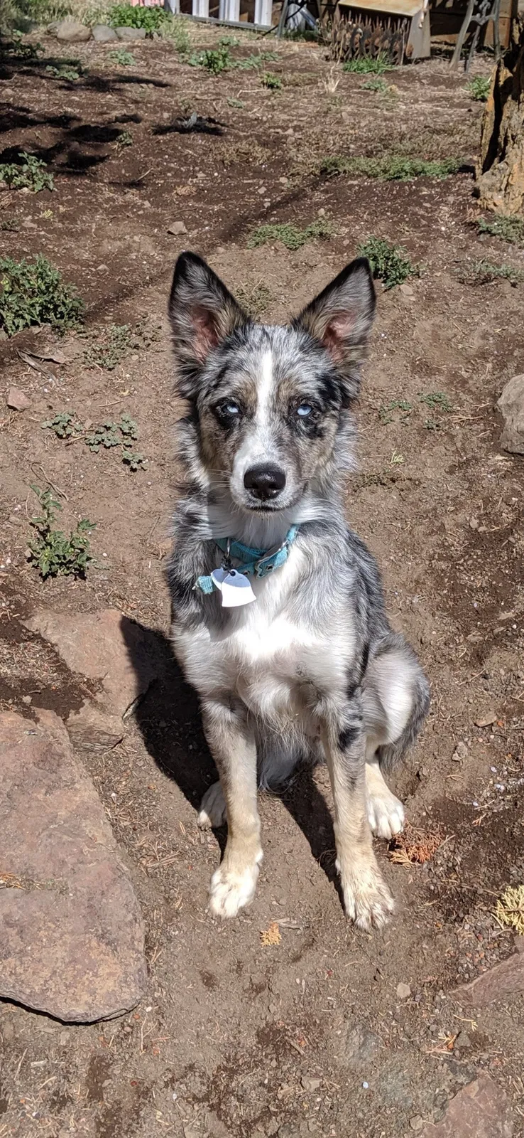 Lost dog in Unknown, OR, 97654