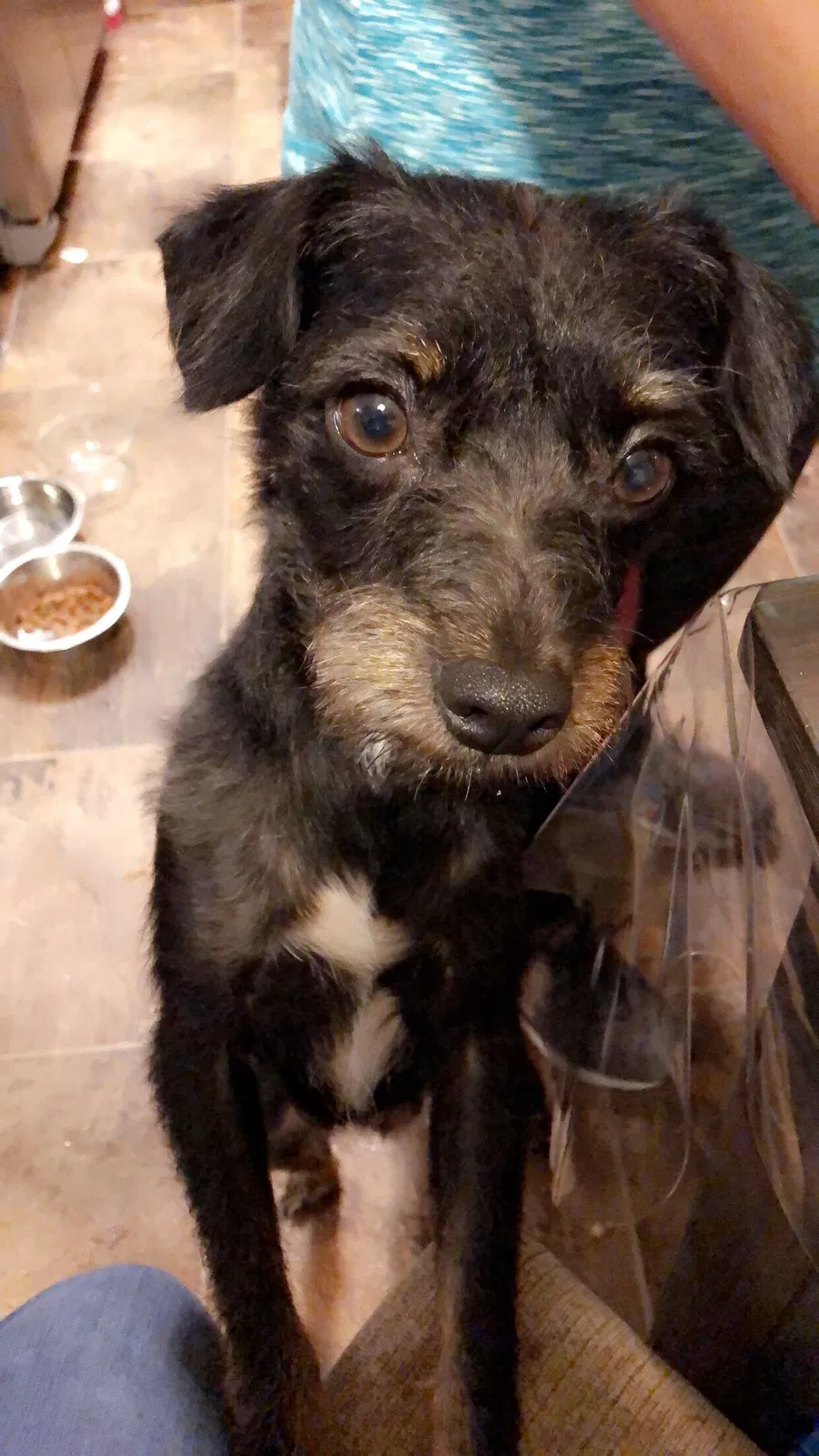 Lost dog in Concord, NC, 28027