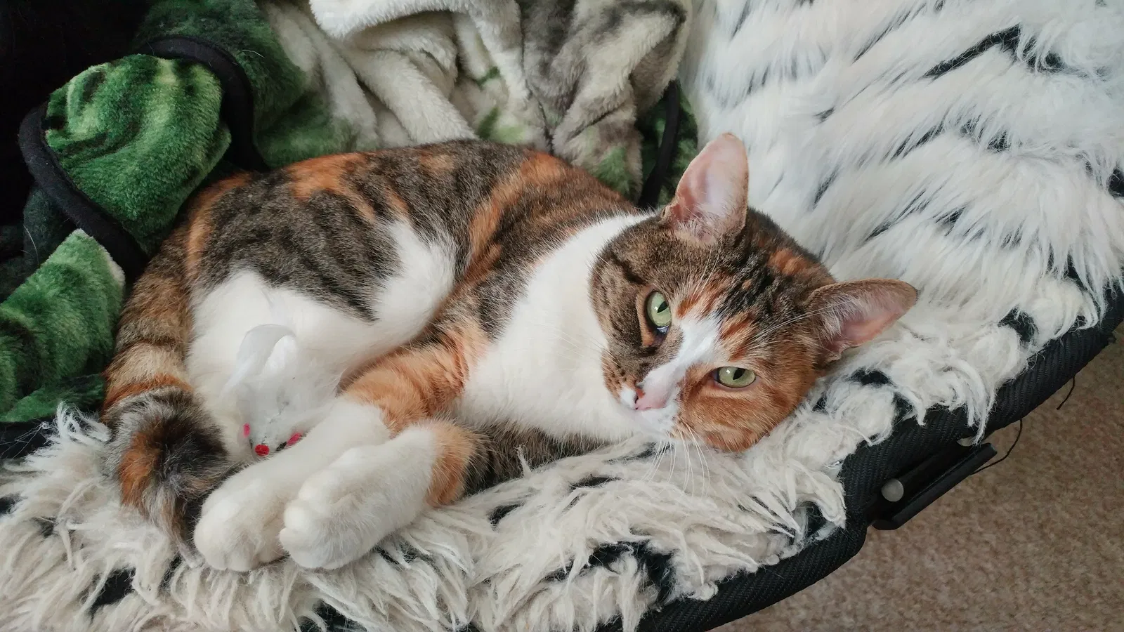 Lost cat in Lutherville Timonium, MD, 21093