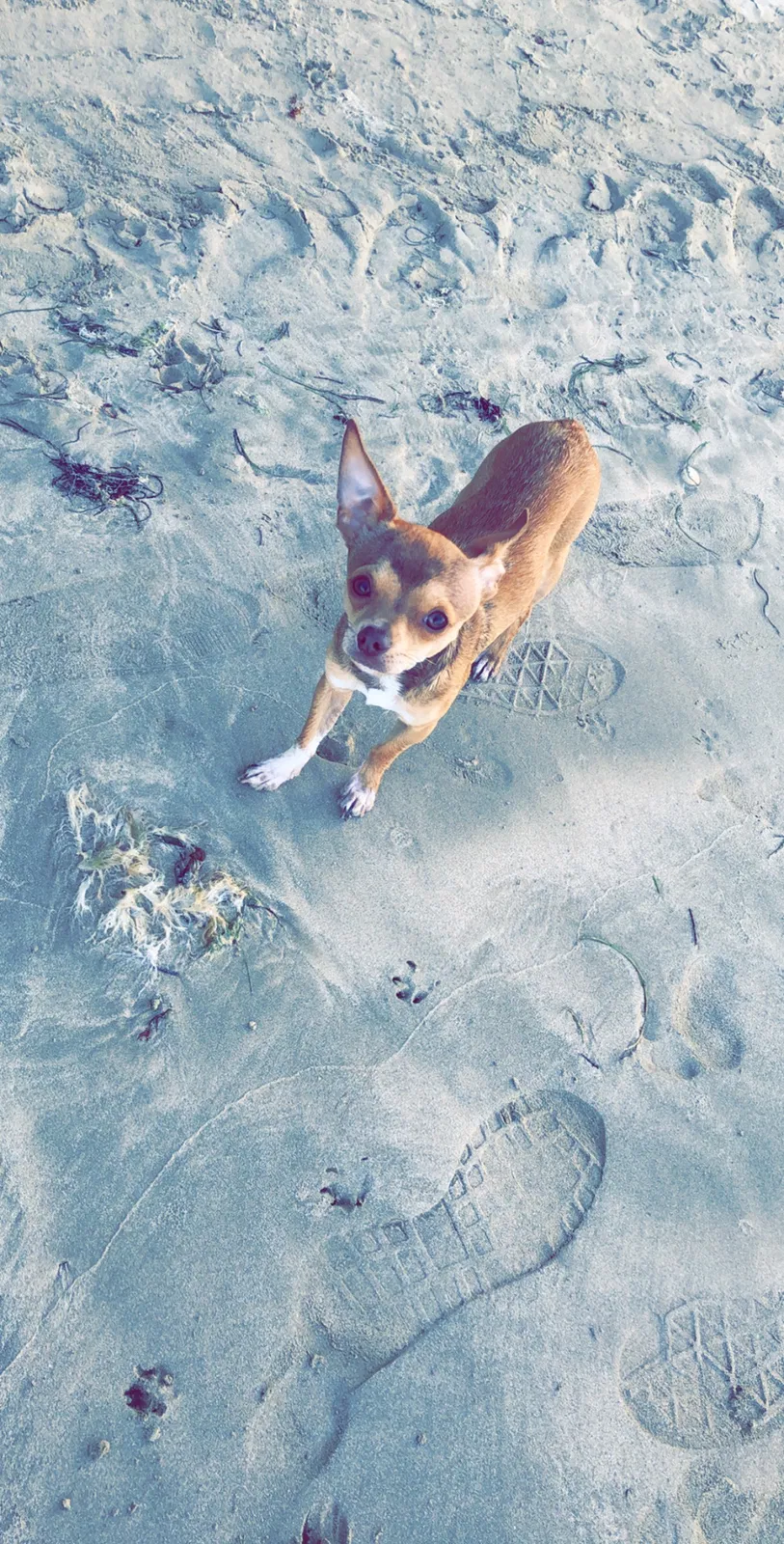 Lost dog in Lubbock, TX, 79410