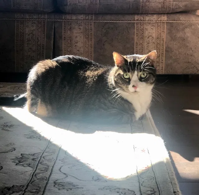 Lost cat in Roseland, NJ, 7068