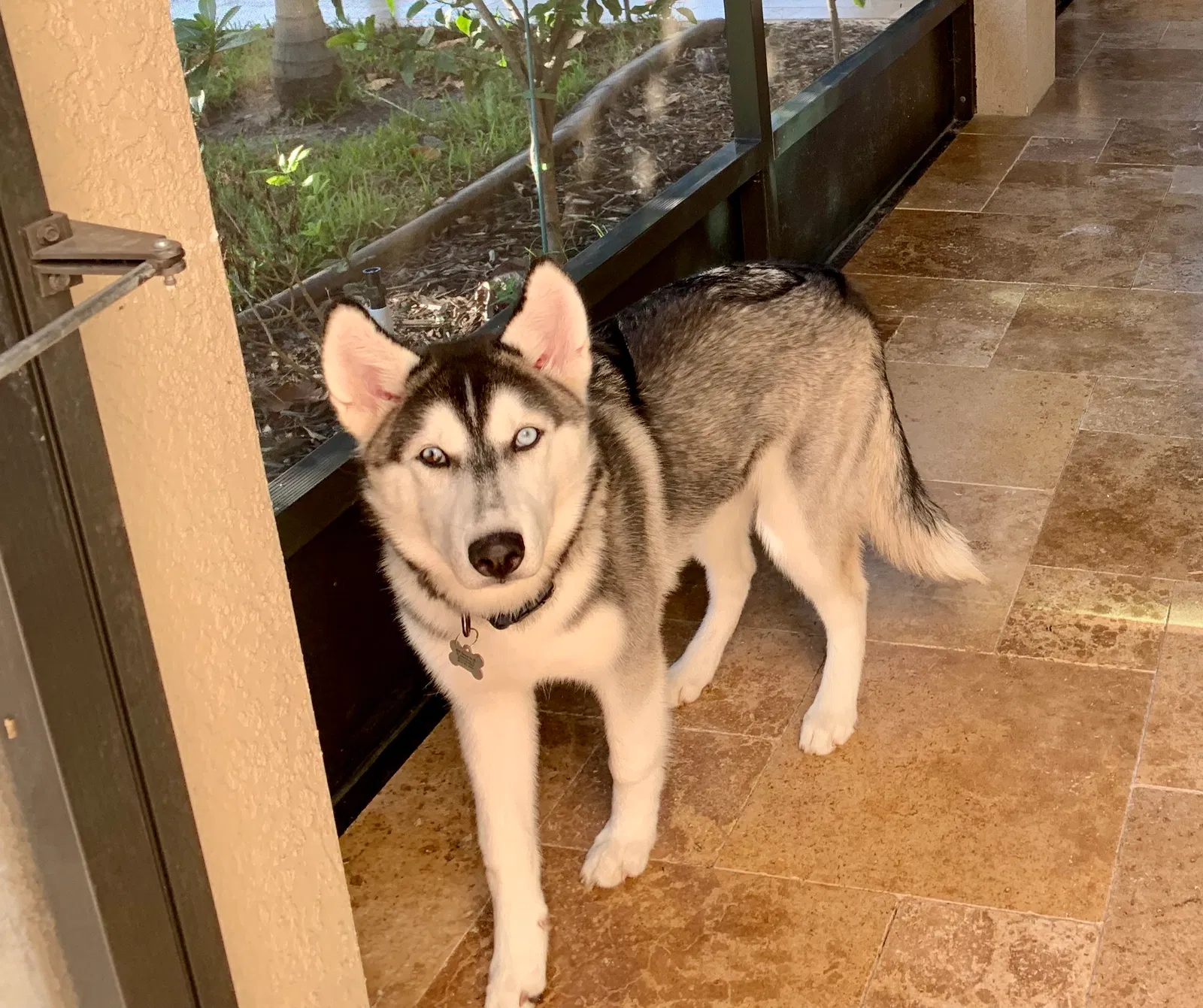 Lost dog in Saint Petersburg, FL, 33701