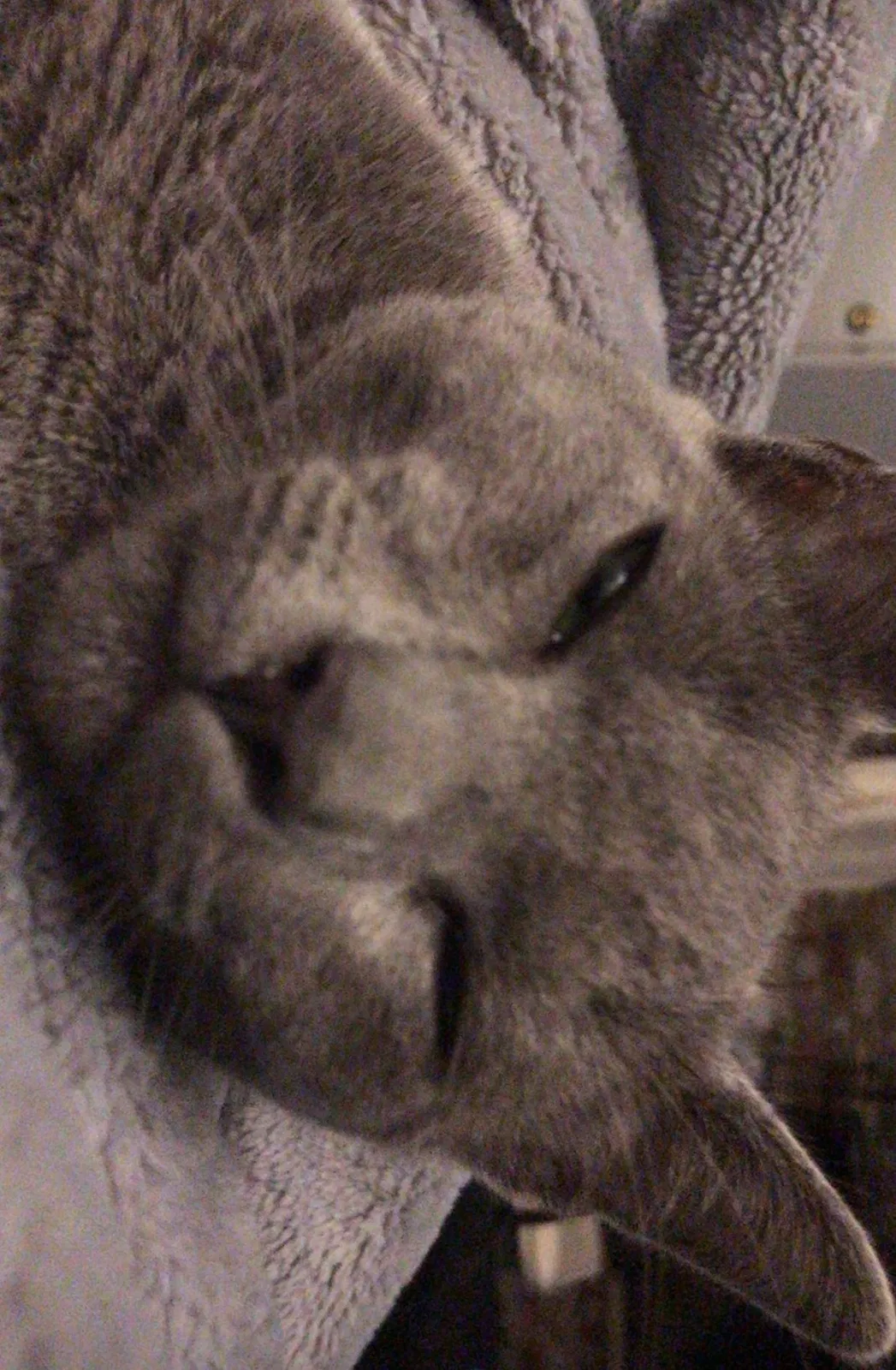 Lost cat in San Leandro, CA, 94577