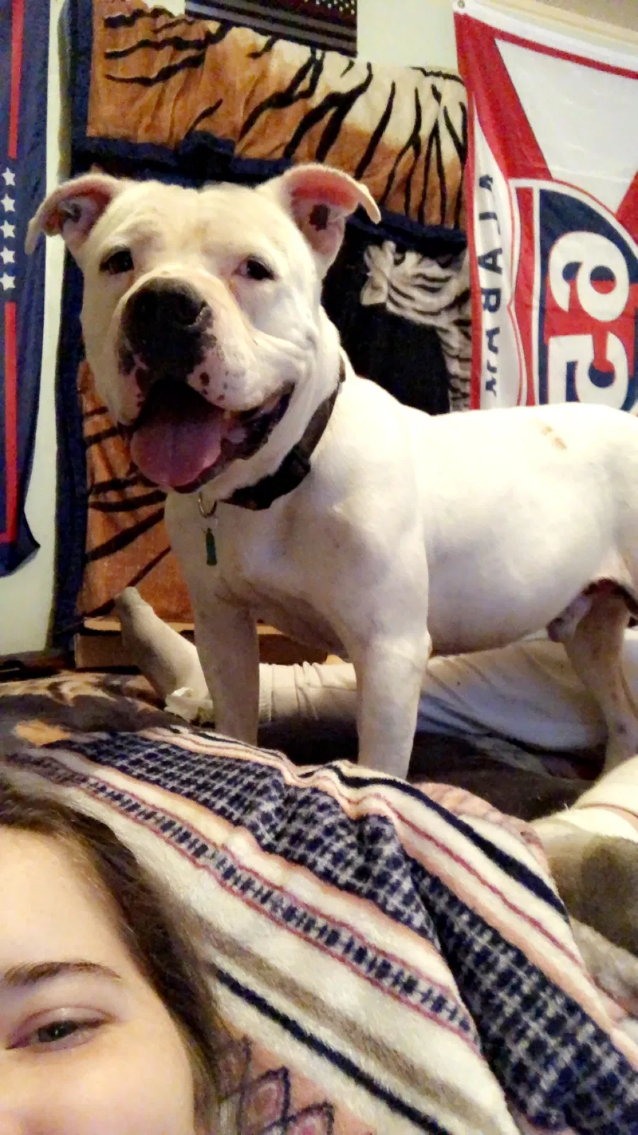 Lost dog in Laceys Spring, AL, 35754