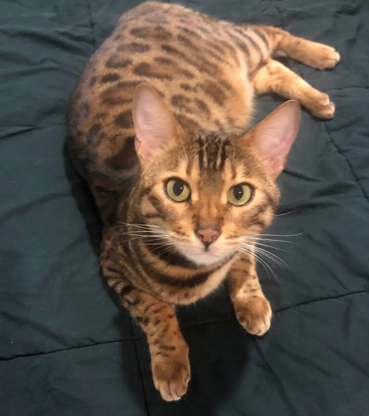 Lost cat in Perris, CA, 92571
