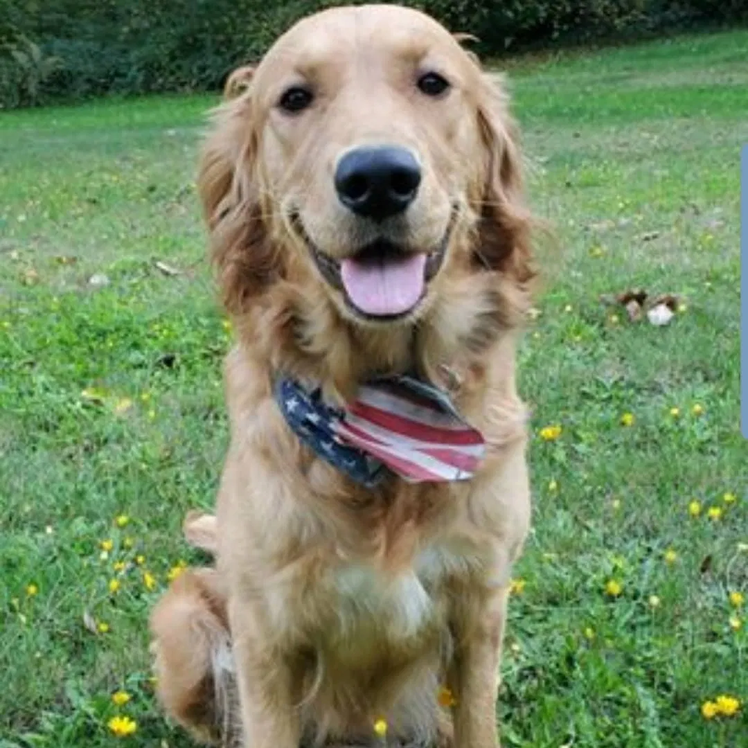 Lost dog in Olympia, WA, 98506