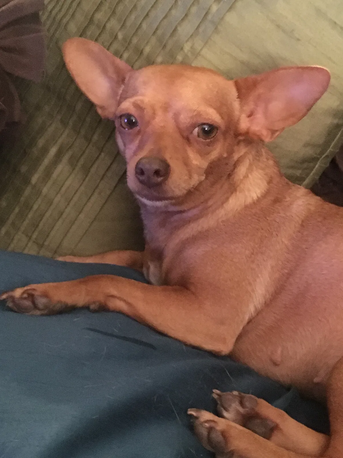 Lost dog in Austin, TX, 78754