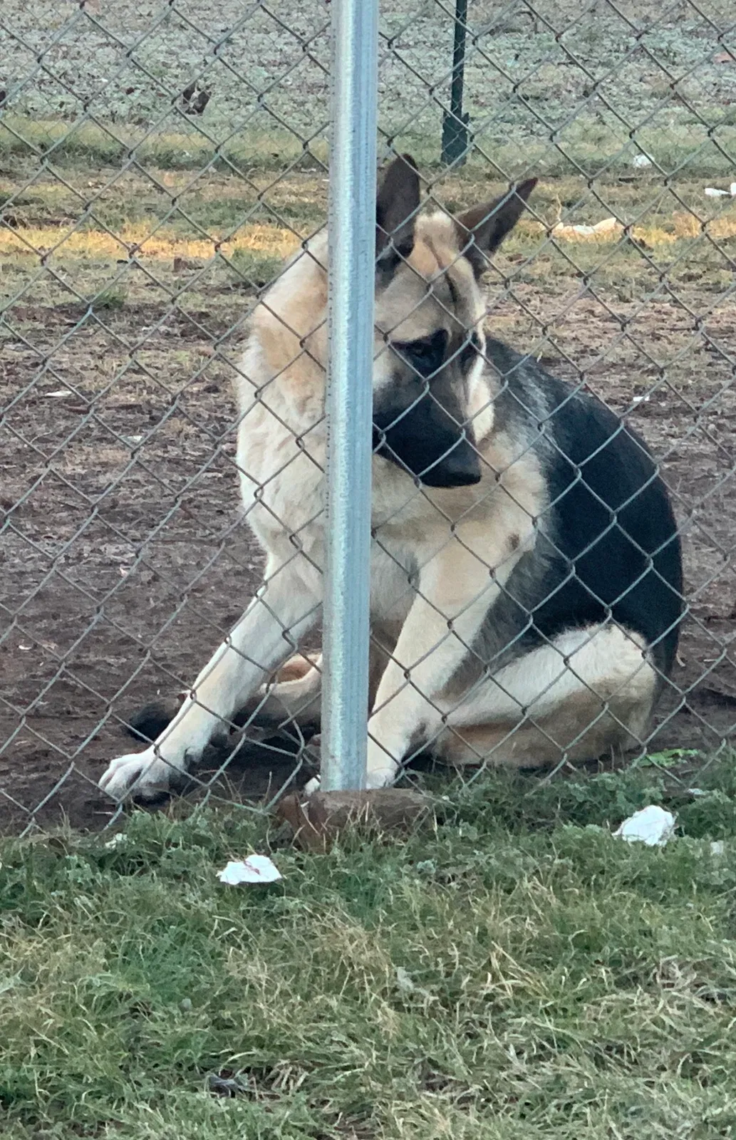 Lost dog in Bessemer, AL, 35020