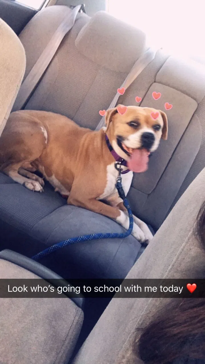 Lost dog in Mesa, AZ, 85210
