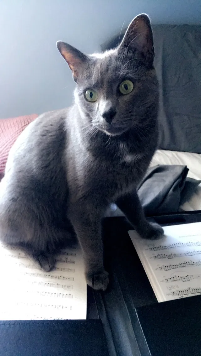 Lost cat in Wake Forest, NC, 27587