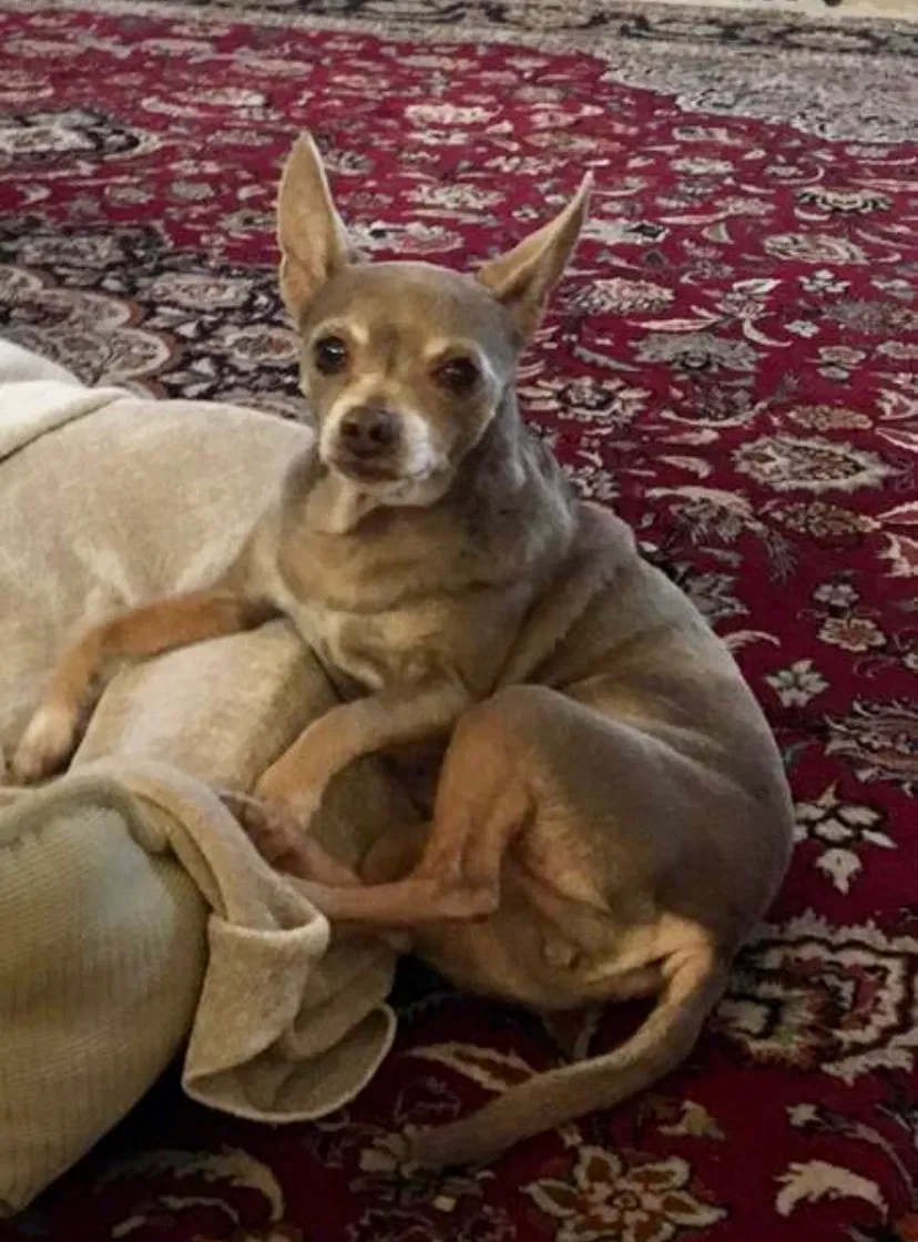 Lost dog in Watkinsville, GA, 30677