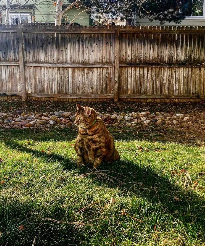 Lost cat in Thornton, CO, 80241