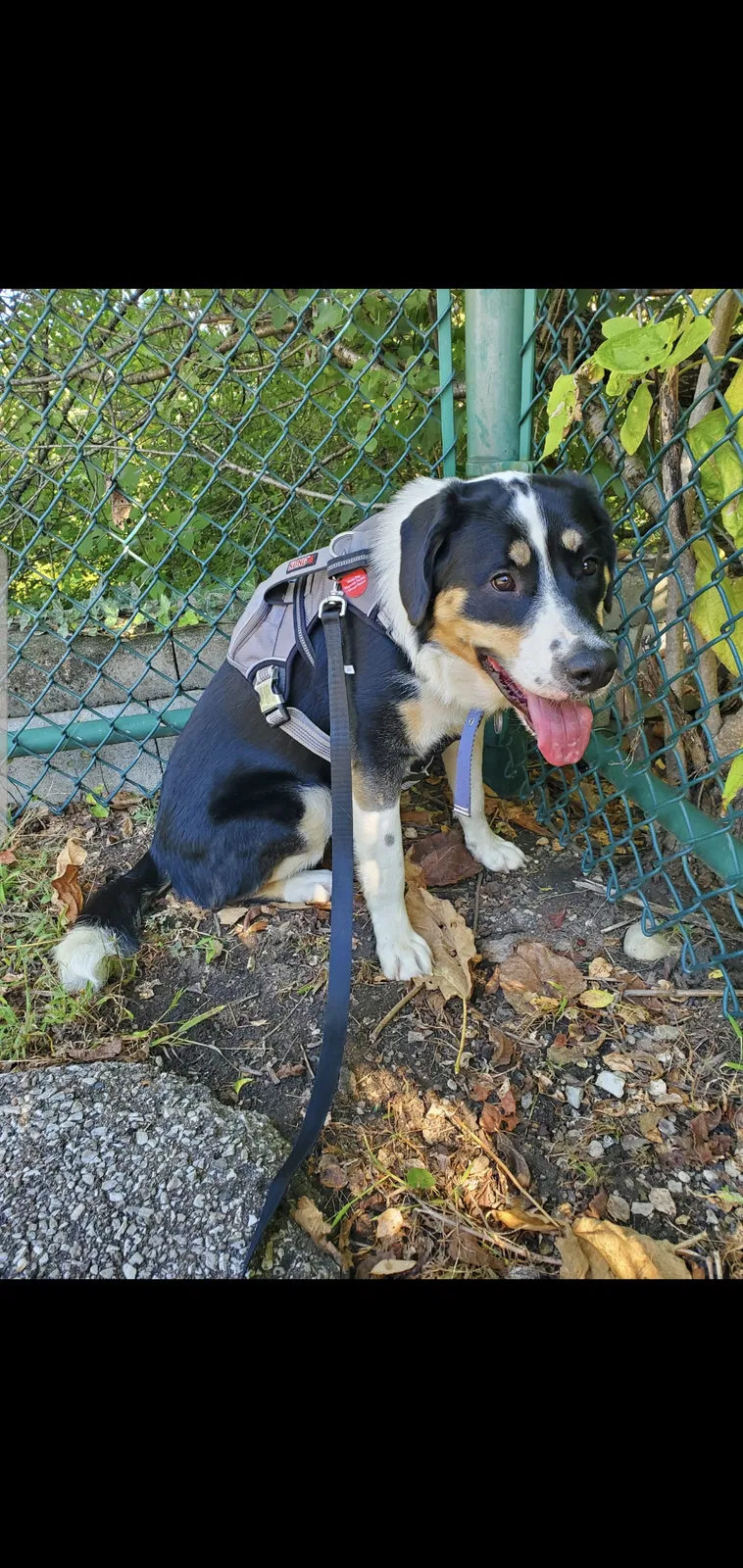 Lost dog in Dayton, OH, 45431
