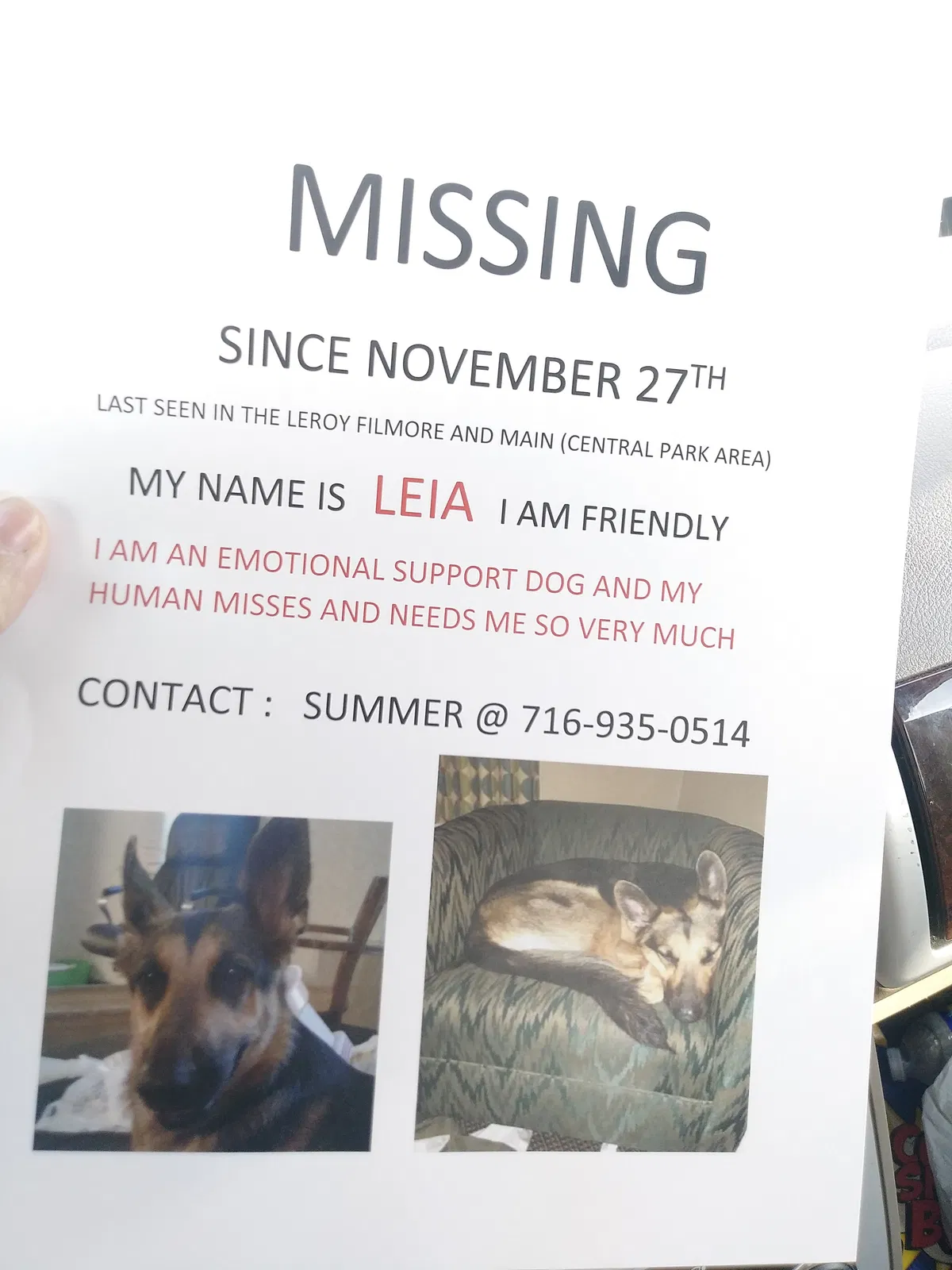 Lost dog in Buffalo, NY, 14214
