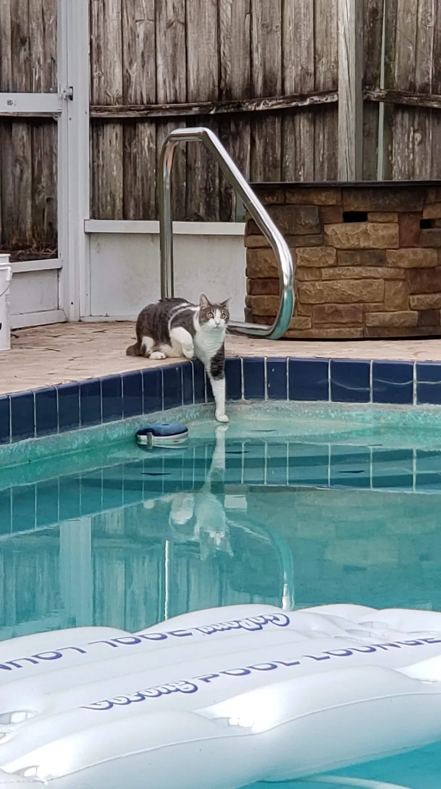 Lost cat in New Port Richey, FL, 34653