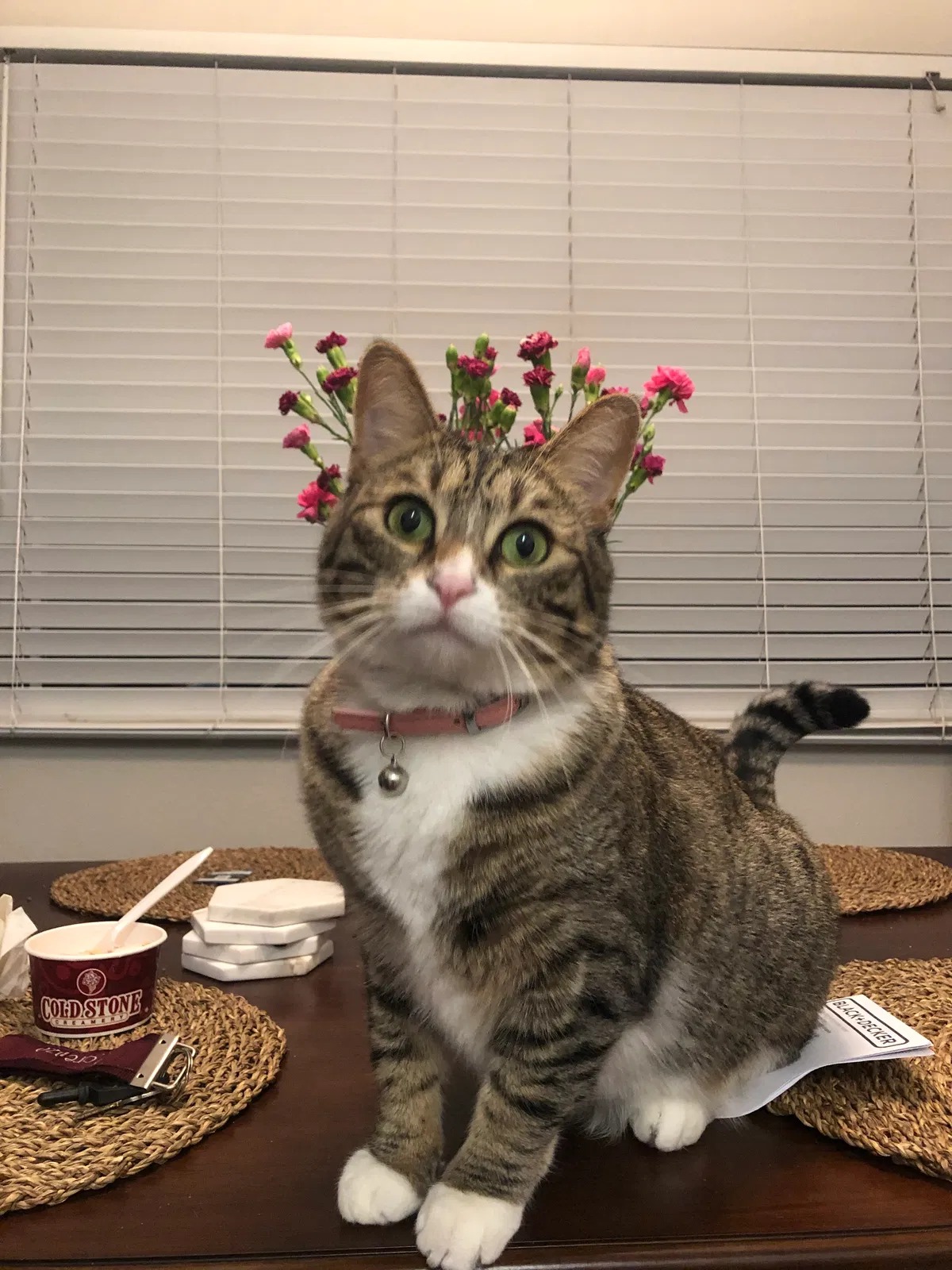 Lost cat in Tustin, CA, 92780