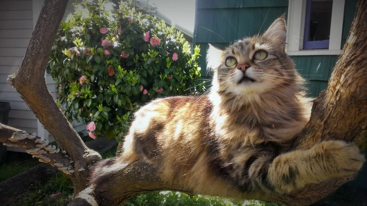 Lost cat in Seattle, WA, 98118