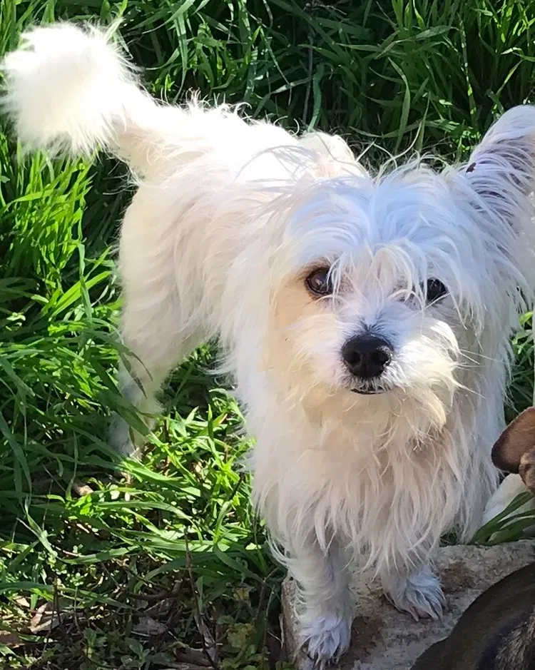 Lost dog in San Antonio, TX, 78238
