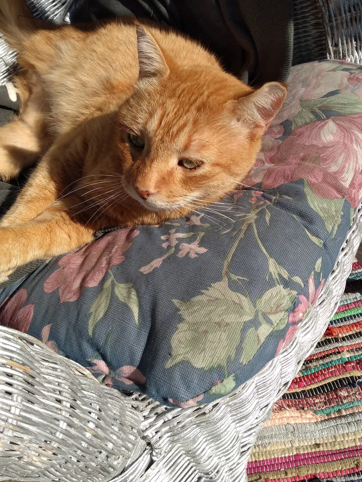 Lost cat in Minneapolis, MN, 55430