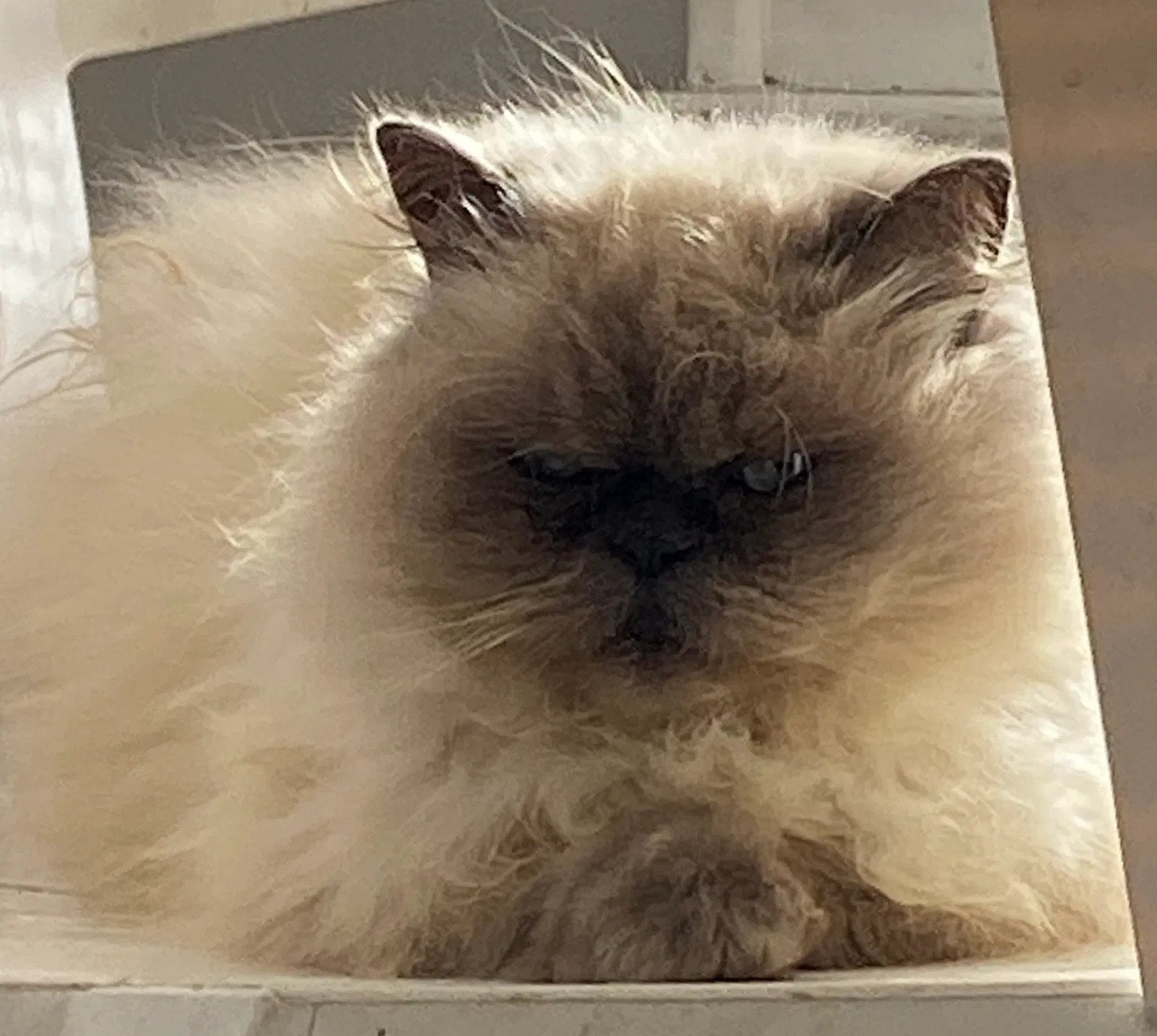 Lost cat in Syracuse, NY, 13208
