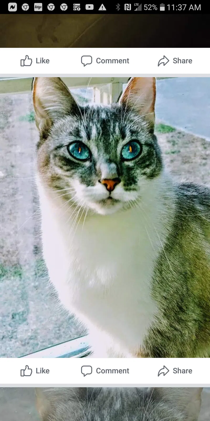 Lost cat in Flintstone, GA, 30725