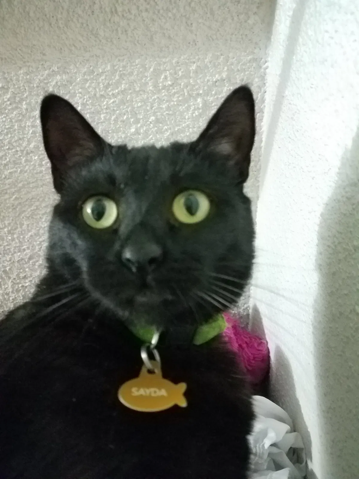 Lost cat in San Diego, CA, 92154