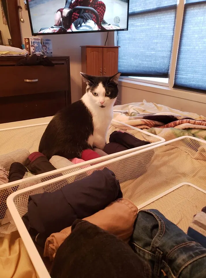 Lost cat in Lumberton, NJ, 8048