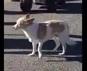 Lost dog in Chico, CA, 95928