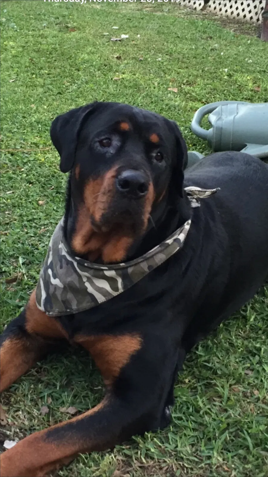 Lost dog in Lake Charles, LA, 70601