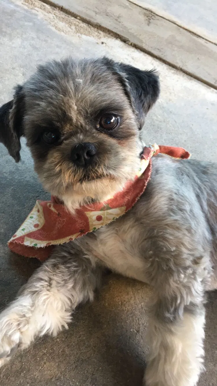 Lost dog in Fountain Valley, CA, 92708