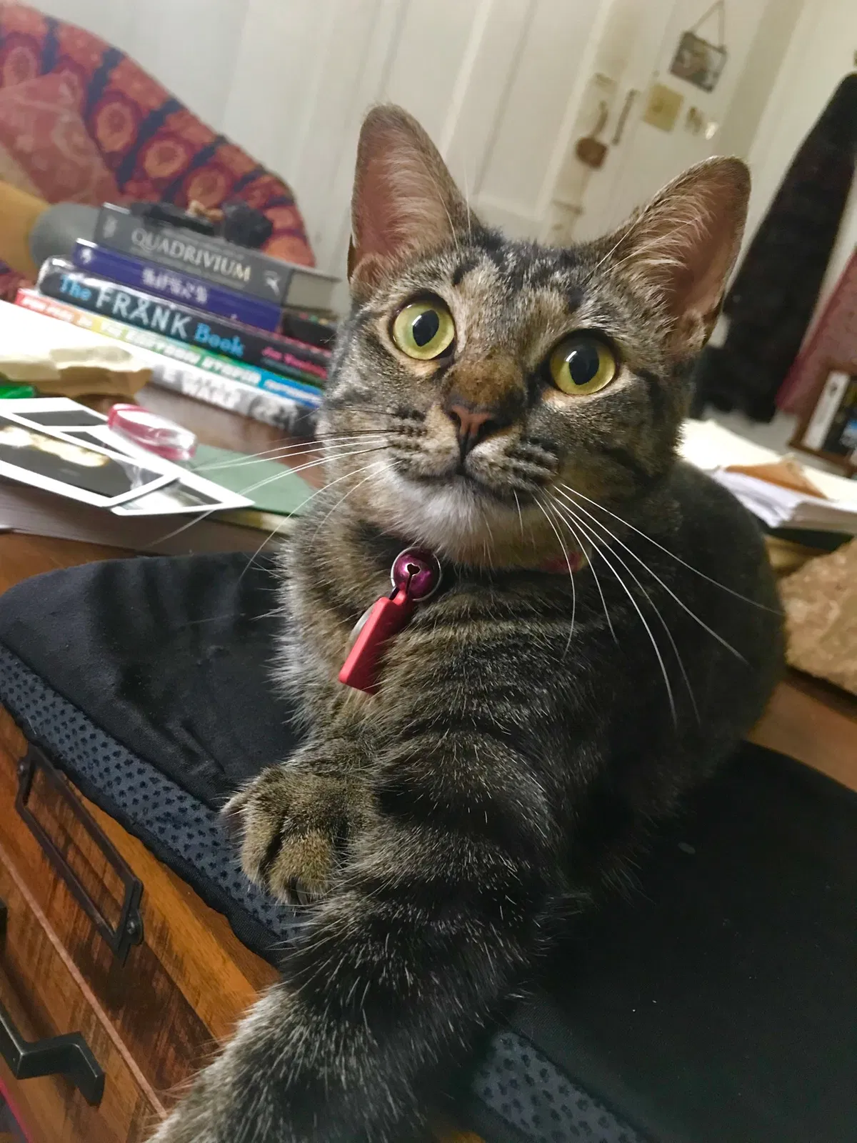 Lost cat in New Orleans, LA, 70118
