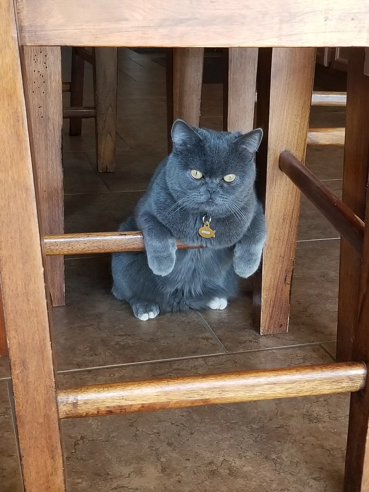Lost cat in San Tan Valley, AZ, 85140