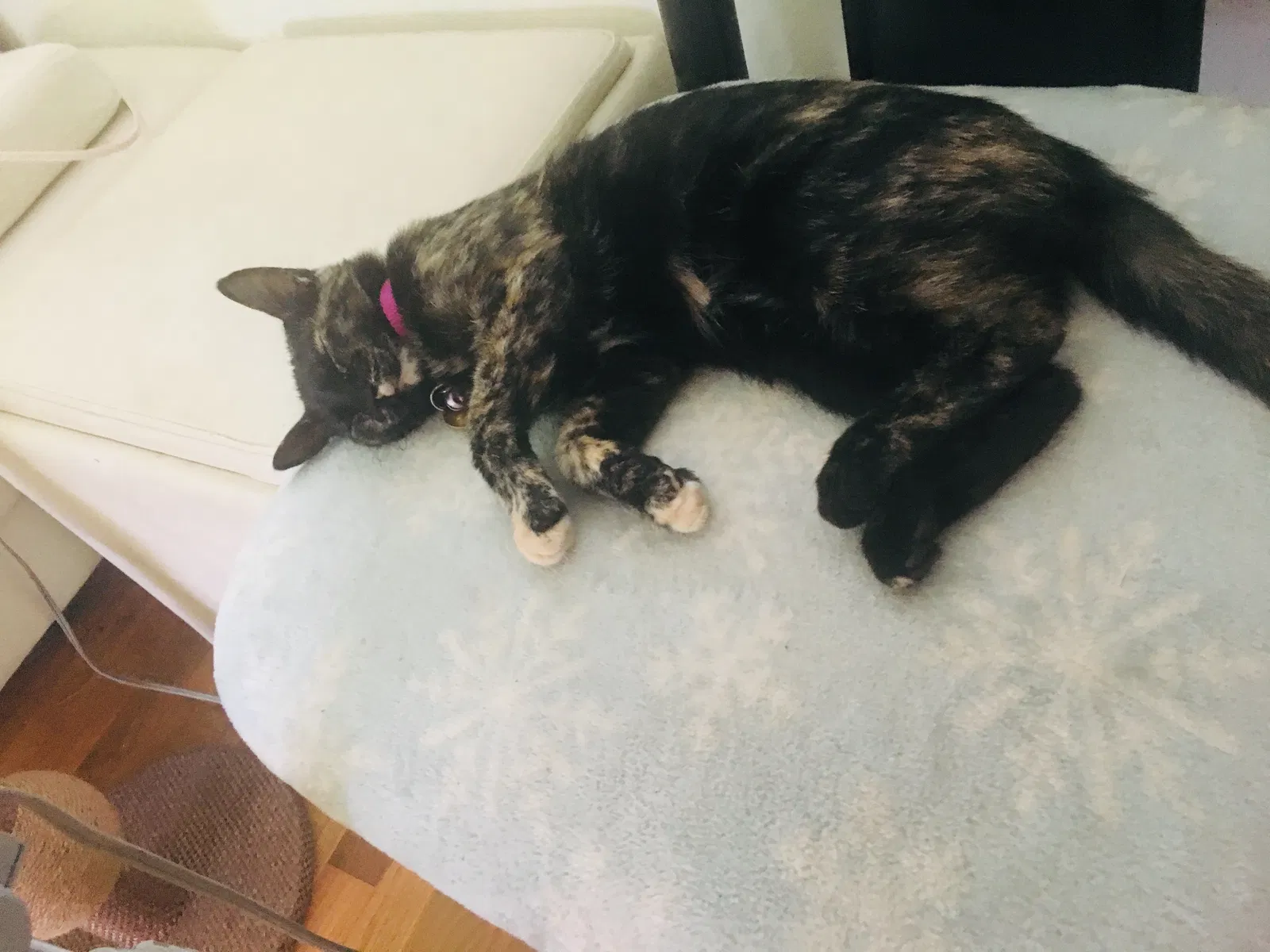 Lost cat in Bellevue, WA, 98008