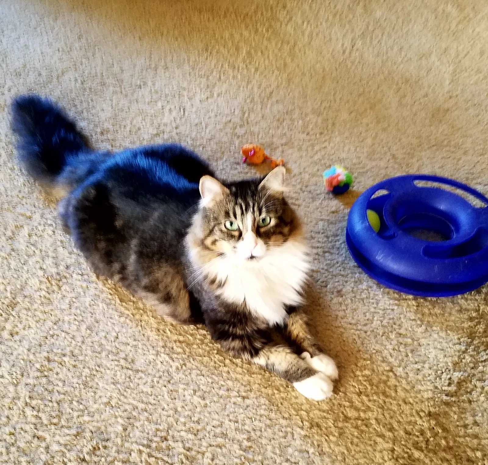 Lost cat in Salem, OR, 97306