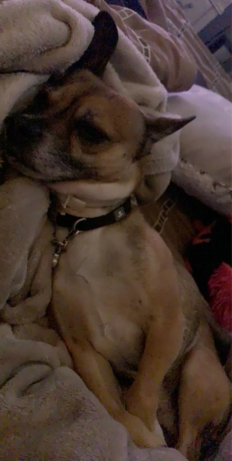 Lost dog in Lubbock, TX, 79403