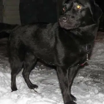 Lost dog in Granite City, IL, 62040