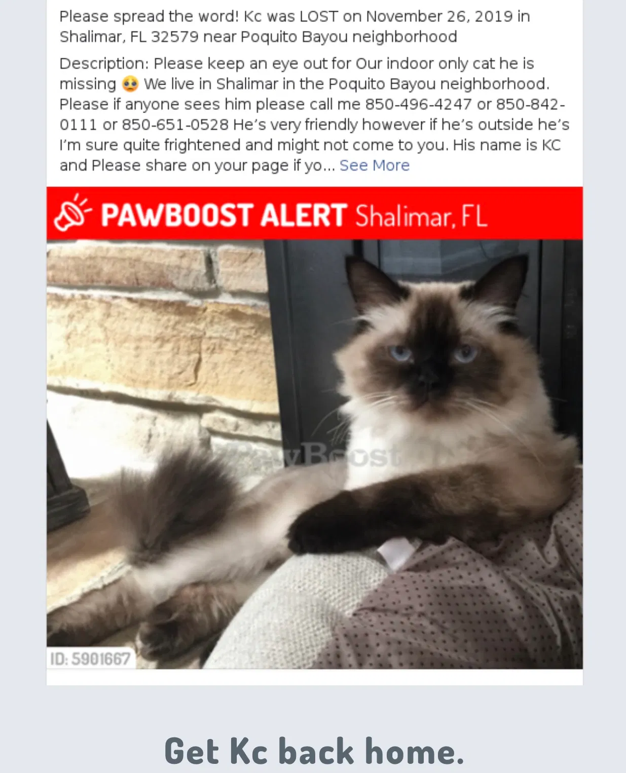 Lost cat in Shalimar, FL, 32579