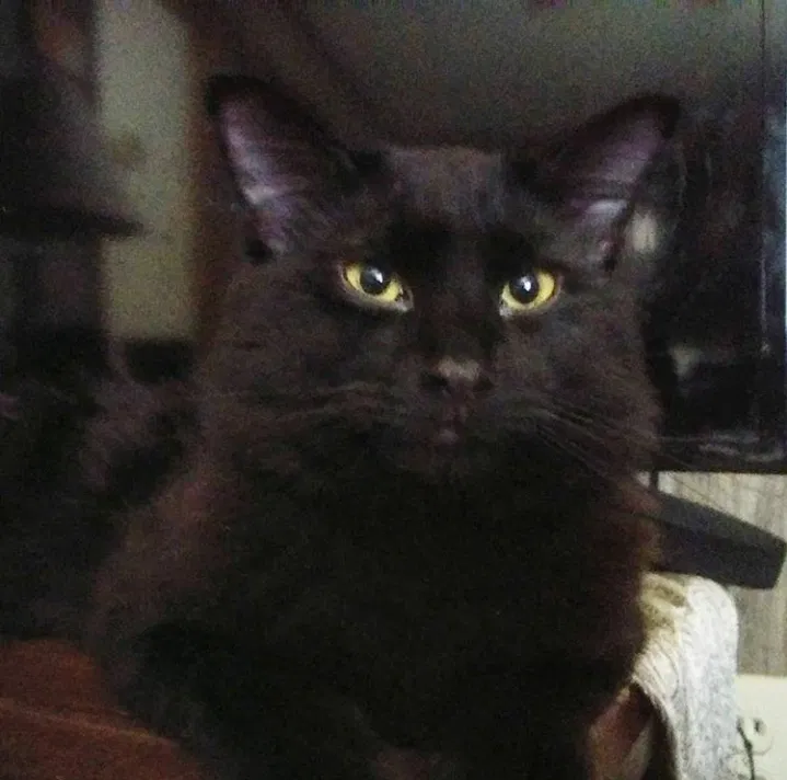 Lost cat in Bossier City, LA, 71112