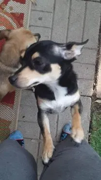 Lost dog in Phoenix, AZ, 85009