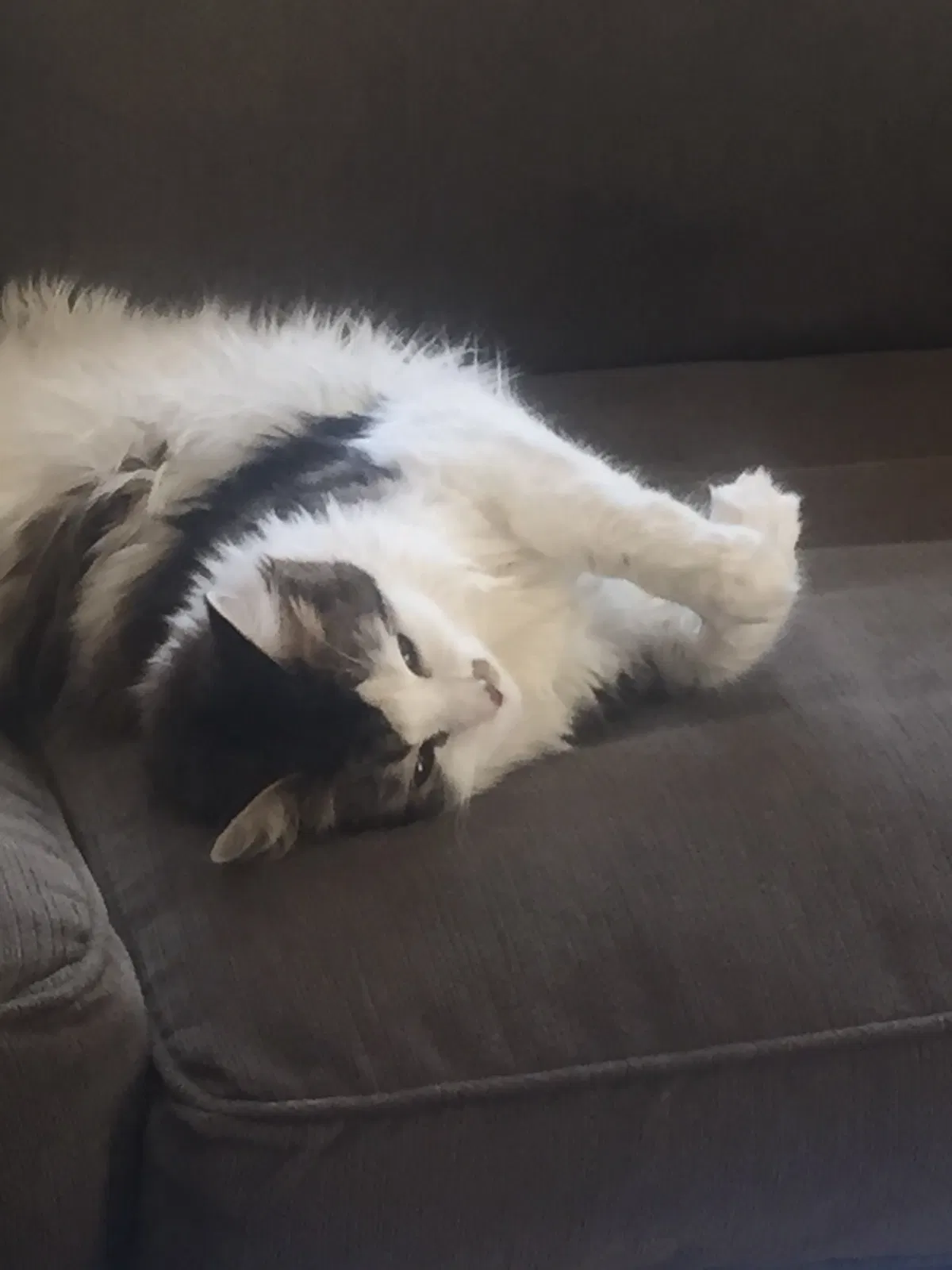 Lost cat in Chanhassen, MN, 55317
