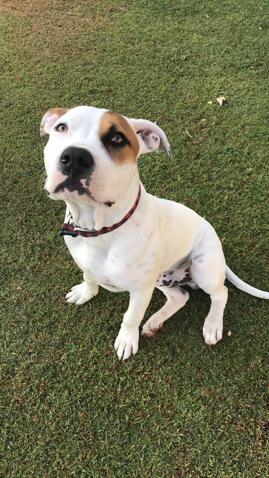 Lost dog in Bakersfield, CA, 93309