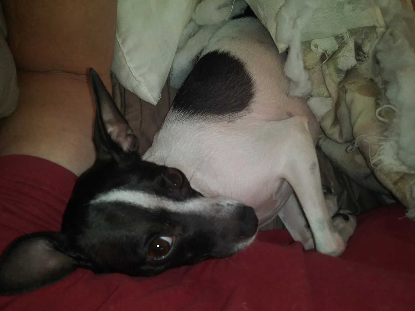 Lost dog in Phoenix, AZ, 85014