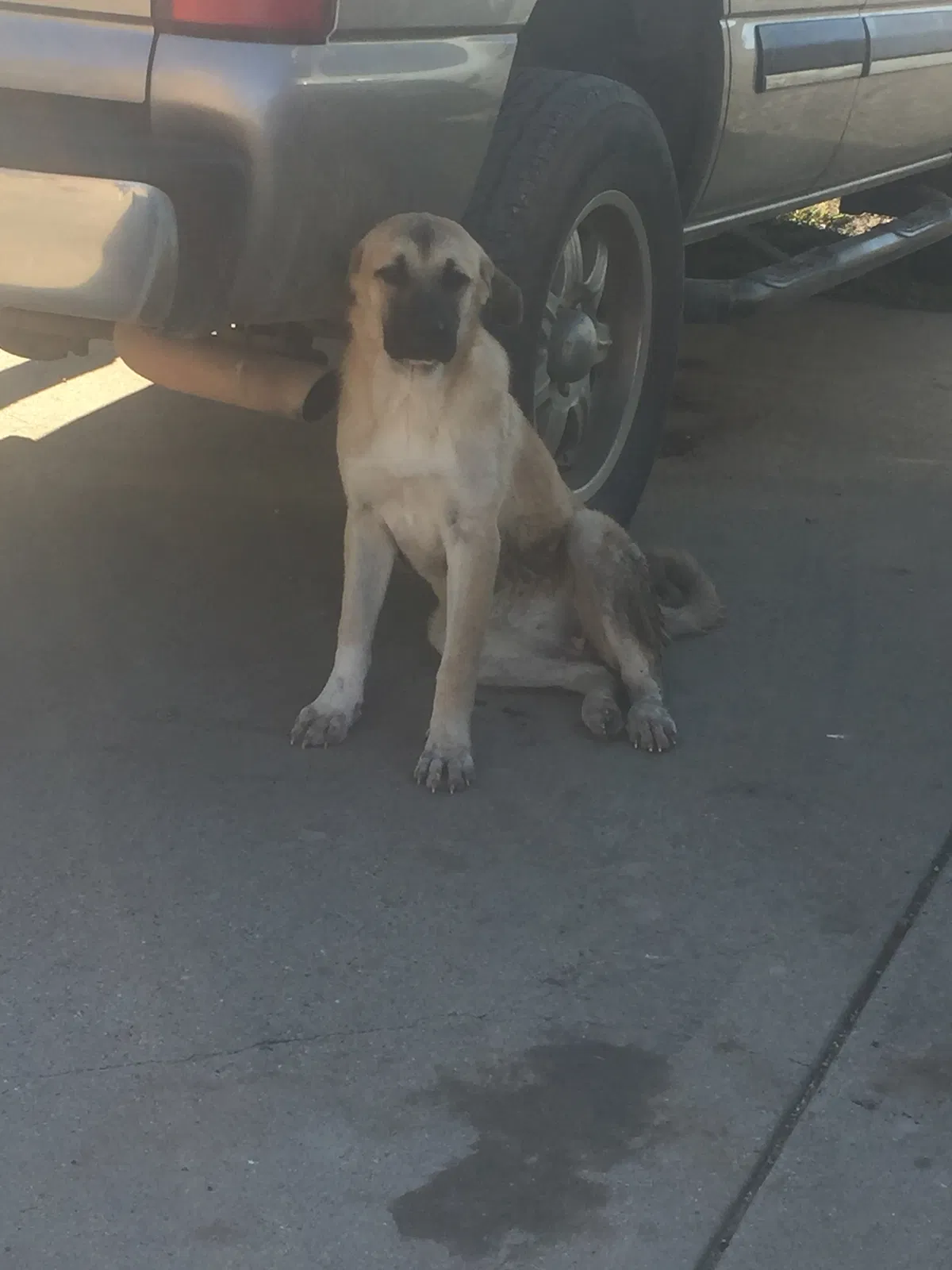 Found dog in Joshua, TX, 76058