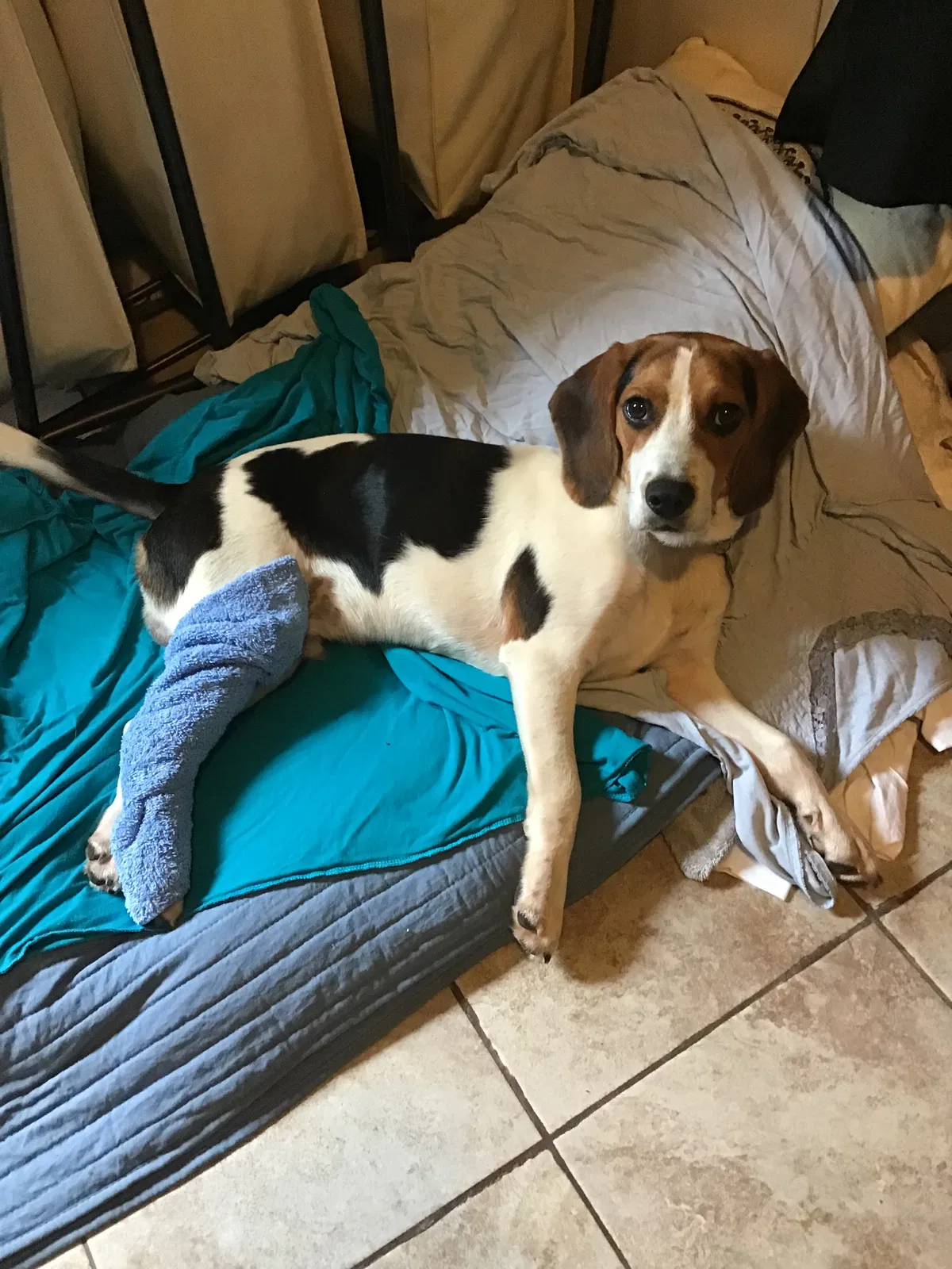 Lost dog in Cedar Park, TX, 78613
